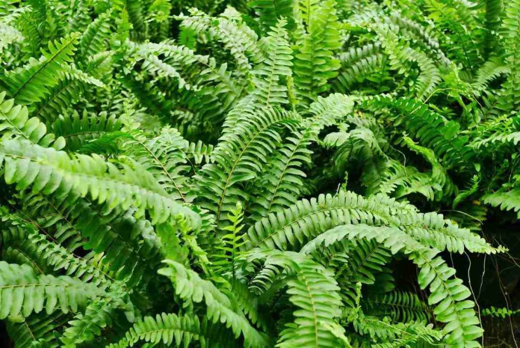 Boston Fern