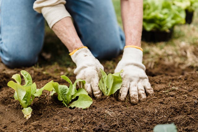 Gardening Tips For City Dwellers