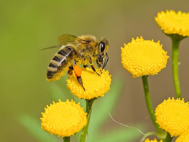 Gardening Tips For City Dwellers