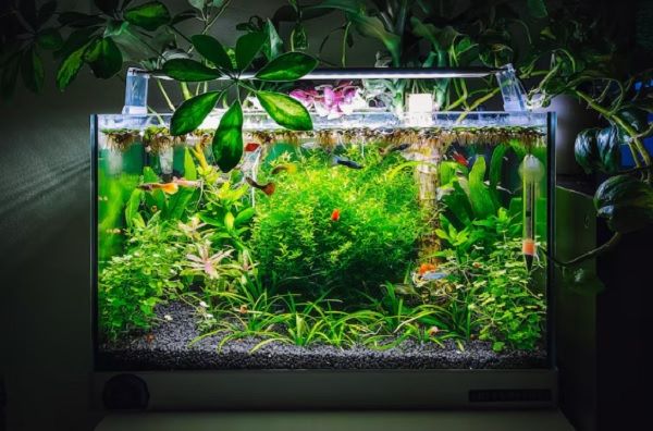 Aquarium Plants to Reduce Nitrates