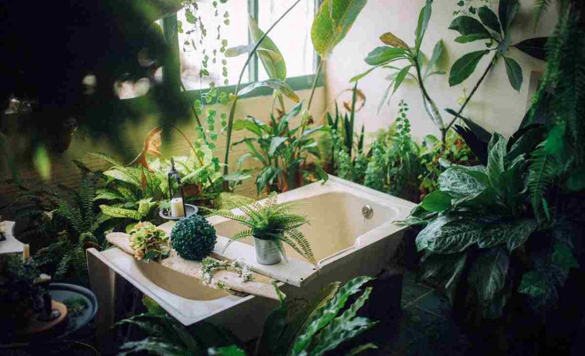 Bathroom Plants