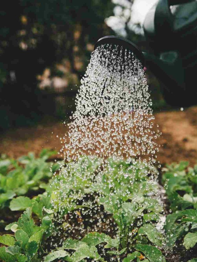 8 Secret Gardening Tips for City Dwellers