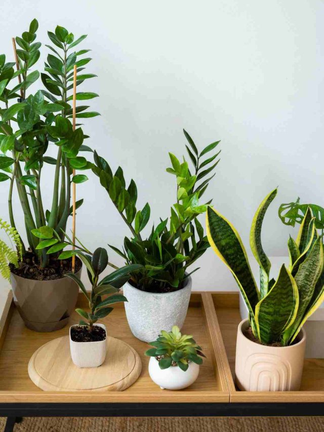 Discover the 5 Best Low Light Plants for Office Spaces