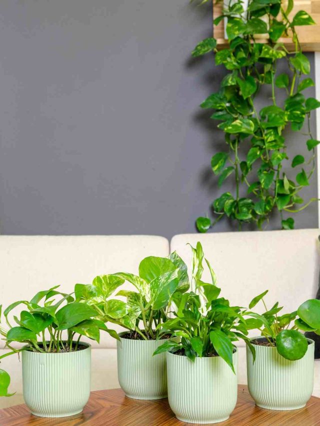 5 Best Plants for Bathrooms: Expert Tips to Choose the Best