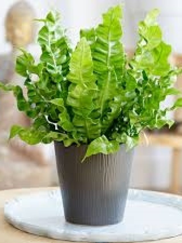 5 Tips For Keeping Expensive HousePlants Alive