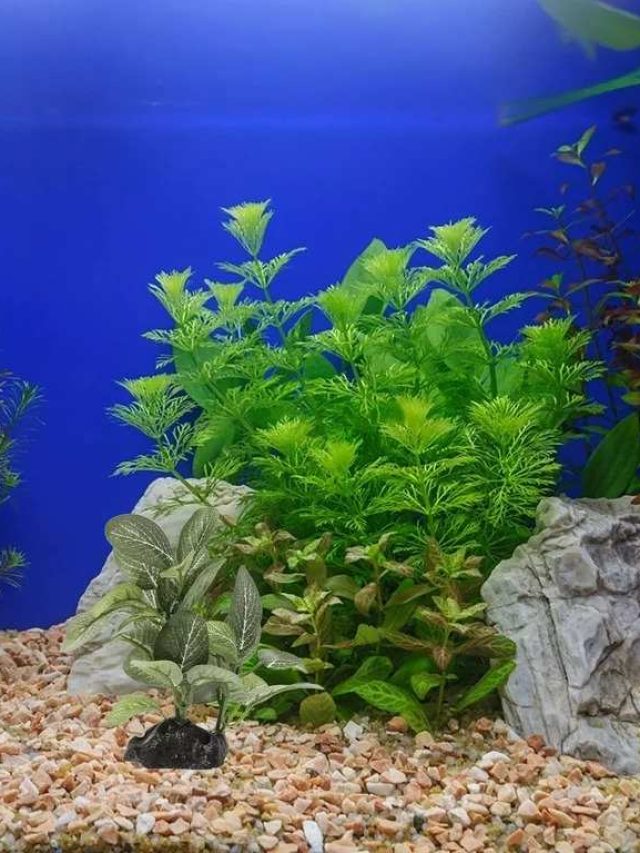 Best 5 Aquarium Plants to Reduce Nitrates for a Healthy Tank