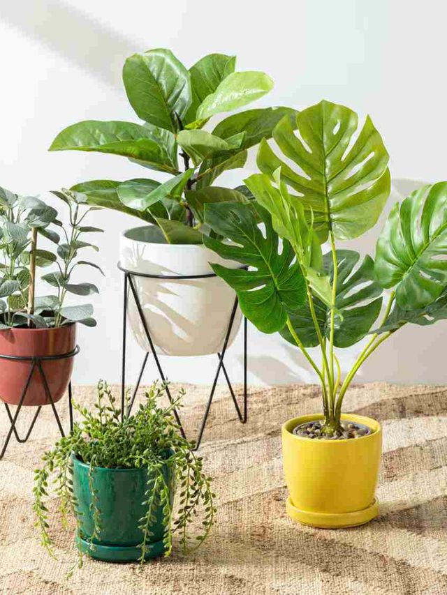 No Light? No Problem! 5 Best Bathroom Plants
